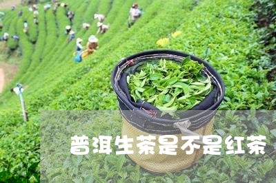 普洱生茶是不是红茶/2023042782584