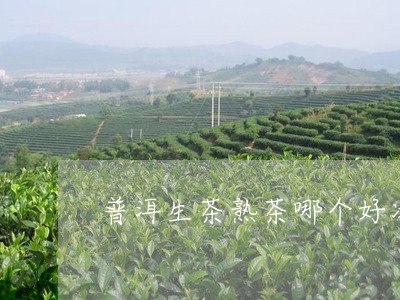 普洱生茶熟茶哪个好冰岛普洱茶产地/2023060362027