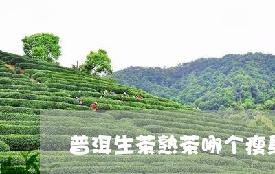 普洱生茶熟茶哪个瘦身/2023092482036