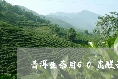 普洱生茶用60度醒茶/2023092465147