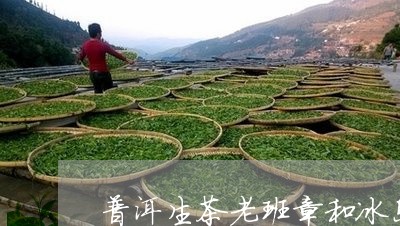 普洱生茶老班章和冰岛/2023092523839