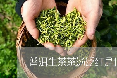 普洱生茶茶汤泛红是什么原因/2023052764937