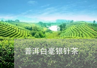 普洱白毫银针茶/2023112458415