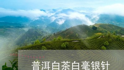 普洱白茶白毫银针/2023090767350