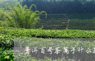 普洱百号茶属于什么茶/2023092478482