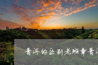 普洱的区别老班章普洱茶图/2023051083727