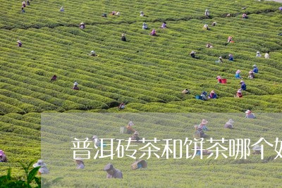 普洱砖茶和饼茶哪个好/2023061385168