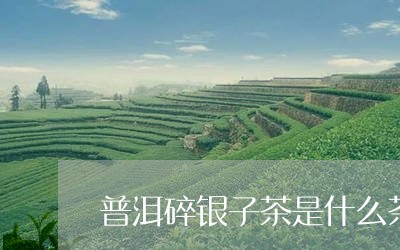 普洱碎银子茶是什么茶/2023092493938