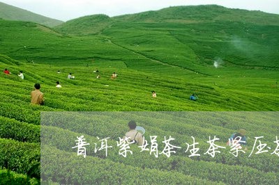 普洱紫娟茶生茶紧压茶/2023092460504