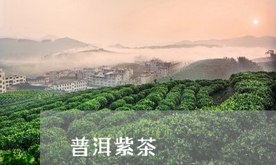 普洱紫茶/2023110873716