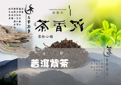 普洱紫茶/2023121868739