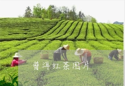 普洱红茶图片/2023090713805