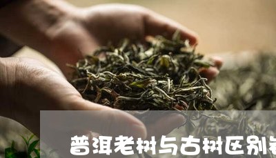 普洱老树与古树区别岩韵普洱茶特点/2023060338604