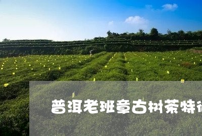 普洱老班章古树茶特征/2023092489282