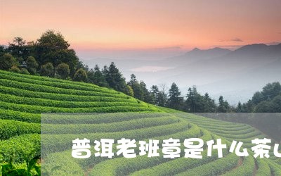 普洱老班章是什么茶山/2023092470592