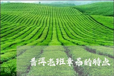 普洱老班章茶的特点/2023042729270