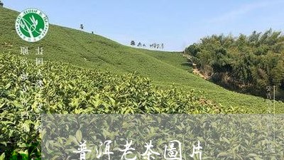 普洱老茶图片/2023042998757