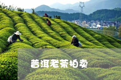 普洱老茶拍卖/2023090795269