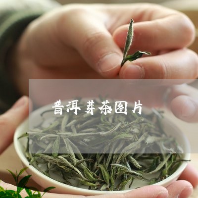 普洱芽茶图片/2023090763827