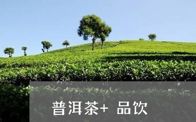 普洱茶+品饮/2023091399381