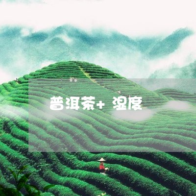 普洱茶+湿度/2023042835504