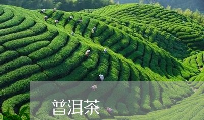 普洱茶/勐库/古树茶/2023100755150