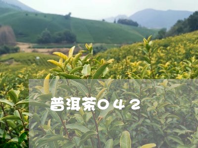 普洱茶042/2023042889646