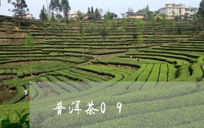 普洱茶09/2023090508271