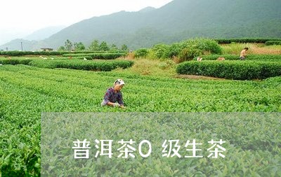 普洱茶0级生茶/2023120323935