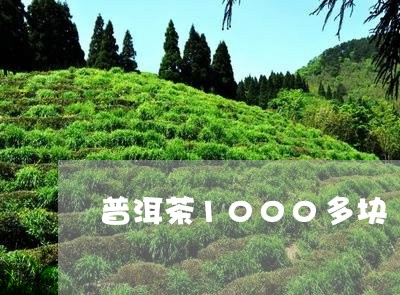 普洱茶1000多块/2023101714158