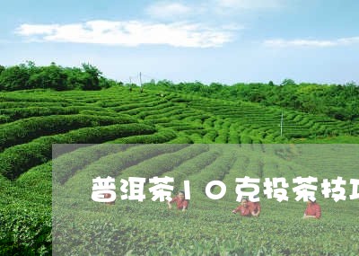 普洱茶10克投茶技巧/2023100766350