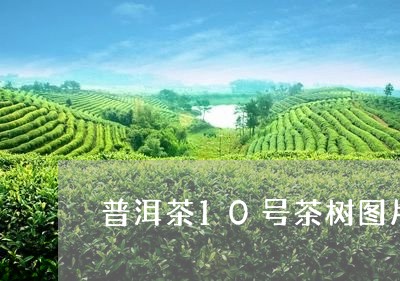 普洱茶10号茶树图片/2023100844926