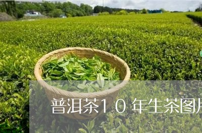 普洱茶10年生茶图片/2023062445169