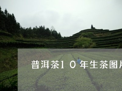 普洱茶10年生茶图片/2023080138614