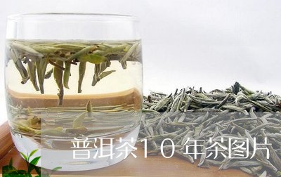 普洱茶10年茶图片/2023070937472