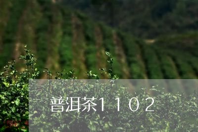 普洱茶1102/2023120351793