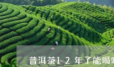 普洱茶12年了能喝吗/2023092738251