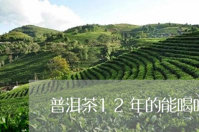 普洱茶12年的能喝吗/2023062094148