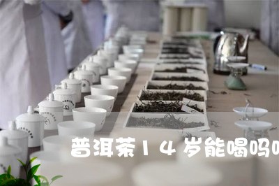 普洱茶14岁能喝吗吗/2023062952694