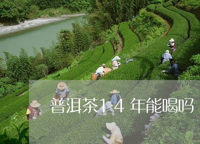 普洱茶14年能喝吗/2023121697179