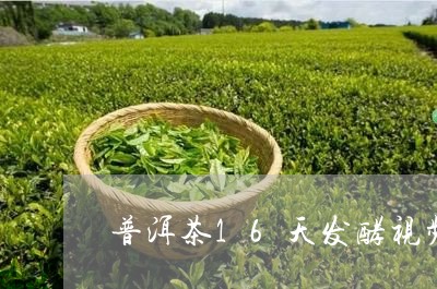 普洱茶16天发酵视频/2023100851493