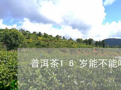 普洱茶16岁能不能喝/2023061533947