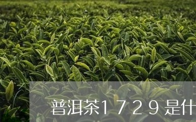 普洱茶1729是什么意思啊/2023110223847