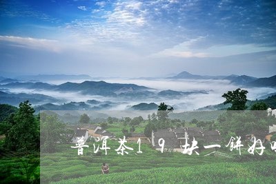 普洱茶19块一饼好吗/2023062279493