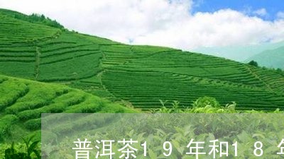 普洱茶19年和18年/2023062363303