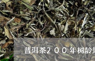 普洱茶200年树龄是什么茶/2023110204919