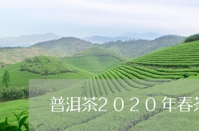 普洱茶2020年春茶/2023100708704