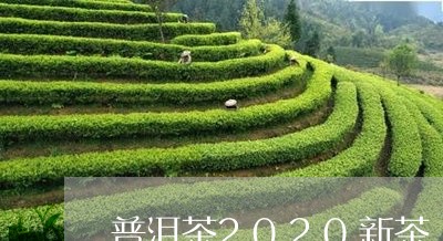 普洱茶2020新茶/2023091457503