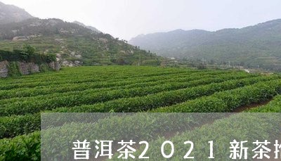 普洱茶2021新茶推荐/2023081462714