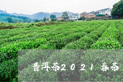 普洱茶2021春茶/2023091457260